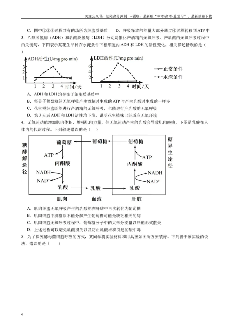 《专题05细胞呼吸（原卷版）_06-生物-高考总复习_专项复习_2024年_2024年高考生物经典小题必刷_资料》第4页预览