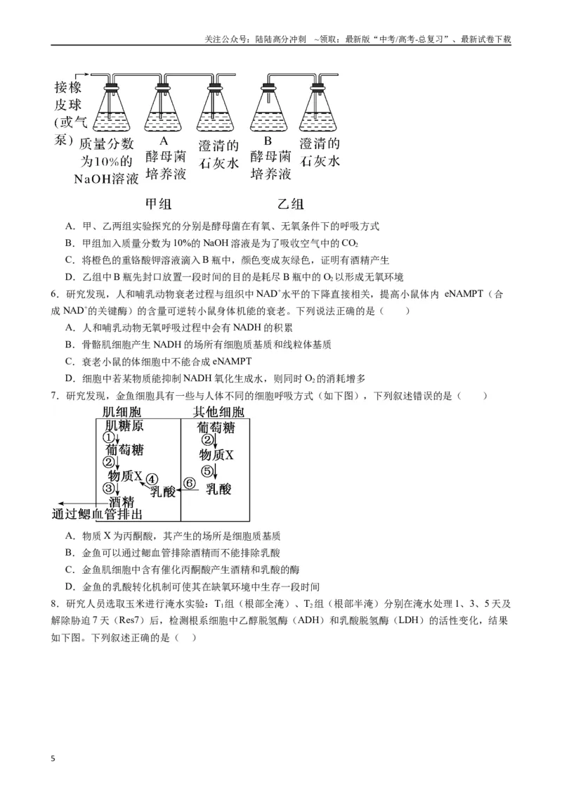 《专题05细胞呼吸（原卷版）_06-生物-高考总复习_专项复习_2024年_2024年高考生物经典小题必刷_资料》第5页预览