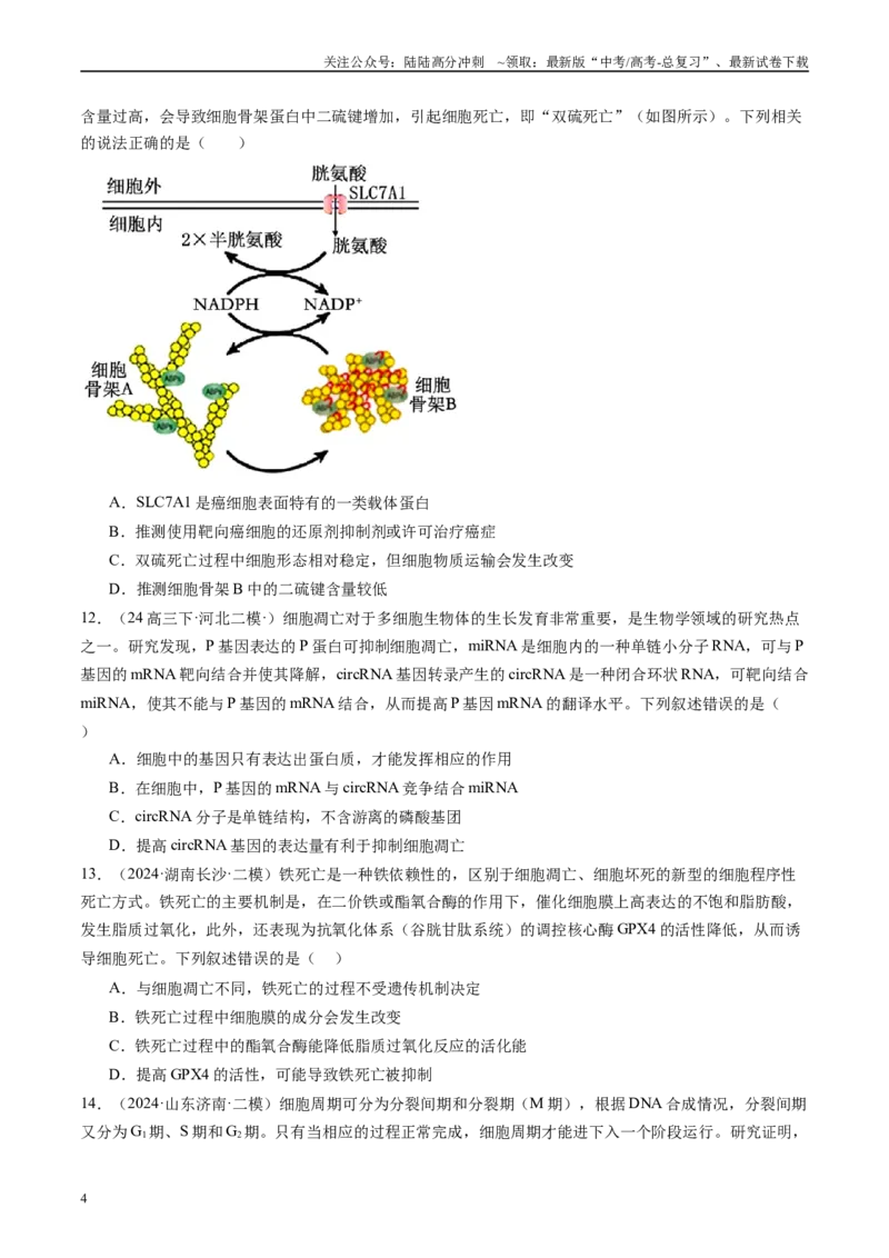 《专题04细胞的生命历程与癌变（原卷版）_06-生物-高考总复习_专项复习_2025年_2024年高考二模试题分类汇编生物新高考通用》第4页预览