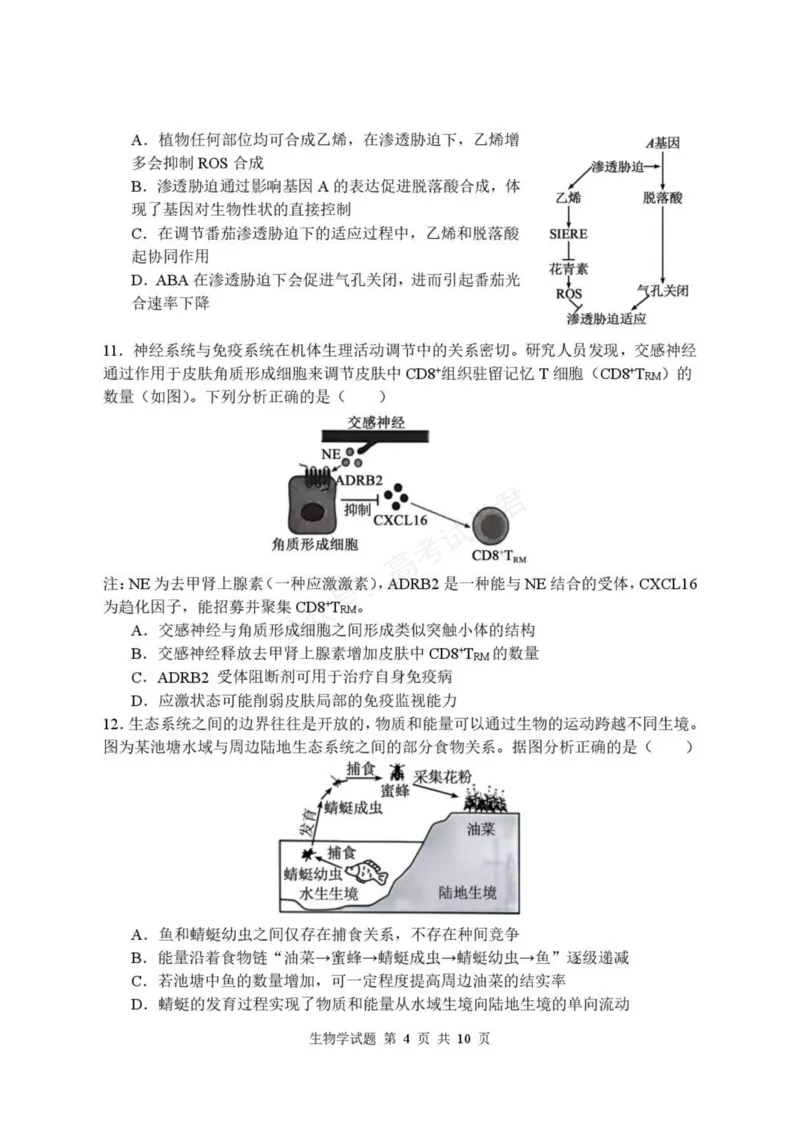 《高三生物学试卷_小初高学习资料合集（每天更新）_湖北开学考湖北武汉部分高中2026-2027学年上学期高三开学考全科_06生物_湖北武汉部分高中2026-2027学年上学期高三开学考》第4页预览