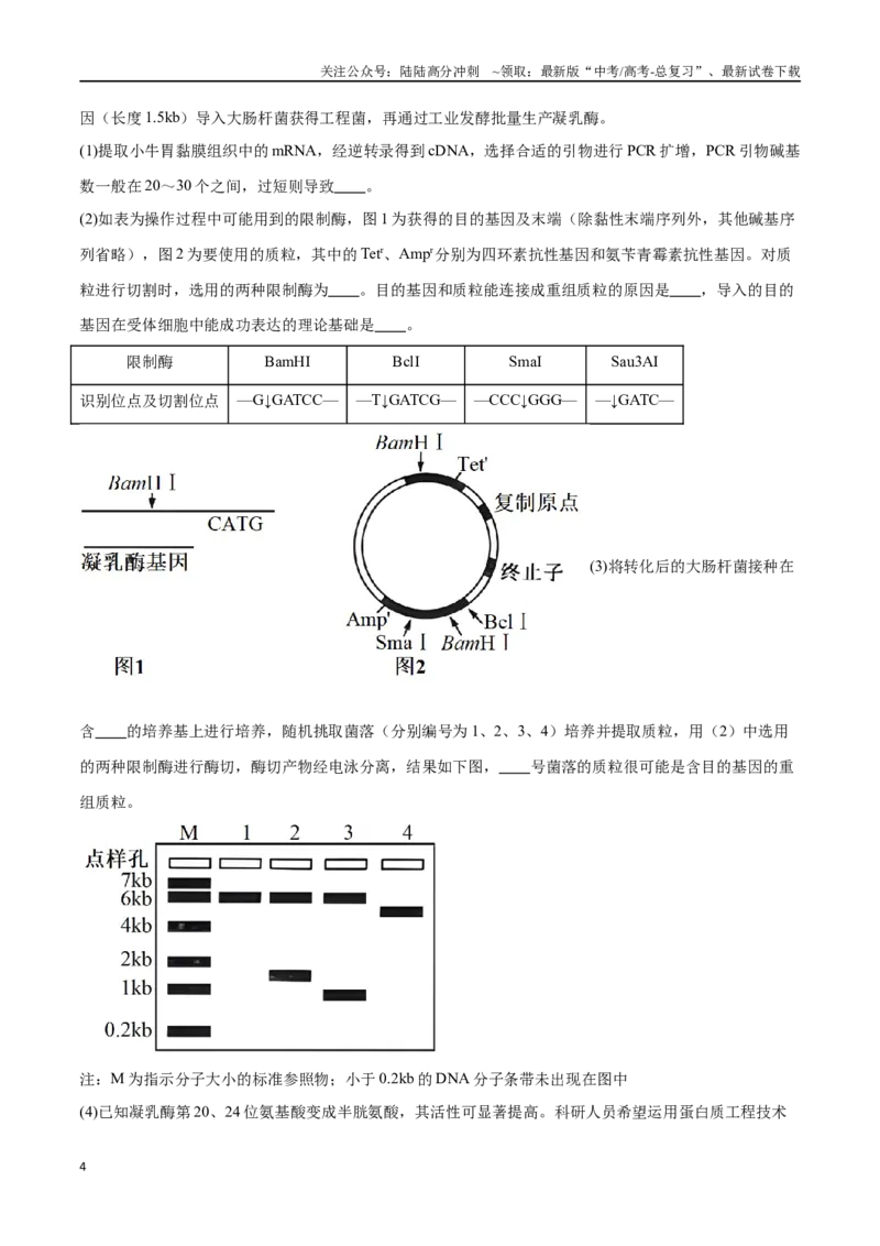 《专题06基因工程类（大题30道）（原卷版）_06-生物-高考总复习_二轮复习_2024年_2024年高考生物二轮复习选择题大题压轴专项训练_资料》第4页预览