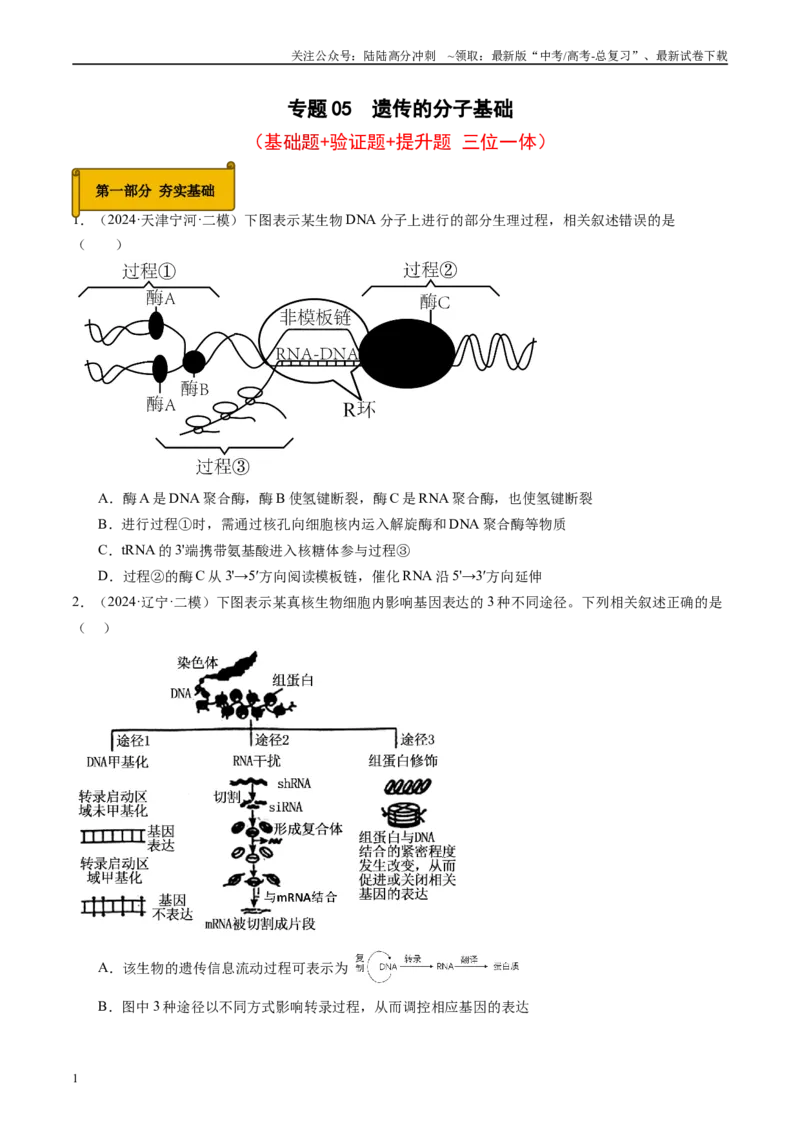 《专题05遗传的分子基础（原卷版）_06-生物-高考总复习_专项复习_2025年_2024年高考二模试题分类汇编生物新高考通用》第1页预览