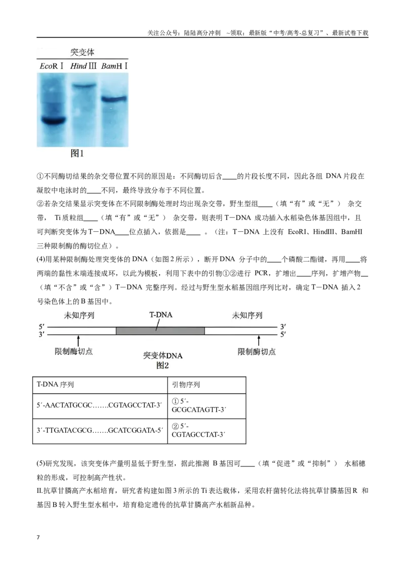 《专题06基因工程类（解析版）_06-生物-高考总复习_专项复习_2024年_2024年高考生物重难压轴题型考前终极押题_资料》第7页预览