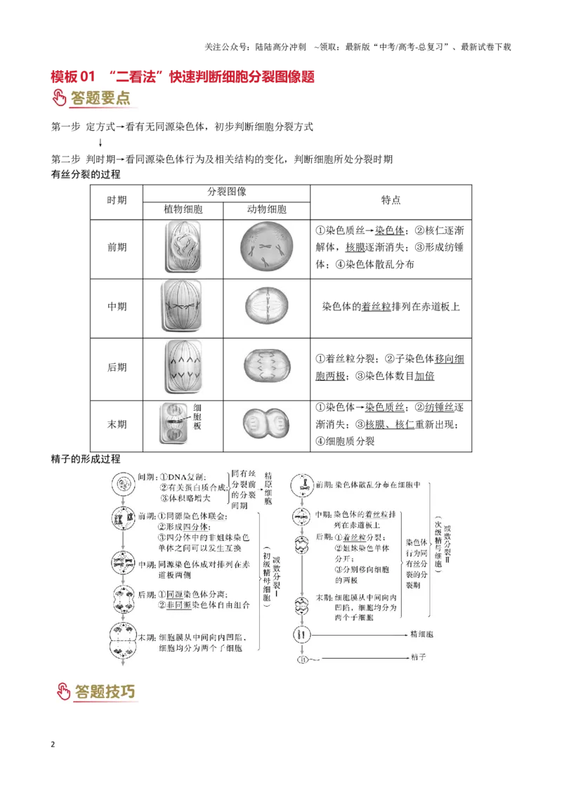《专题03细胞分裂（学生版）_06-生物-高考总复习_专项复习_2025年_2025年高考生物答题技巧与答题模板（全国通用）》第2页预览
