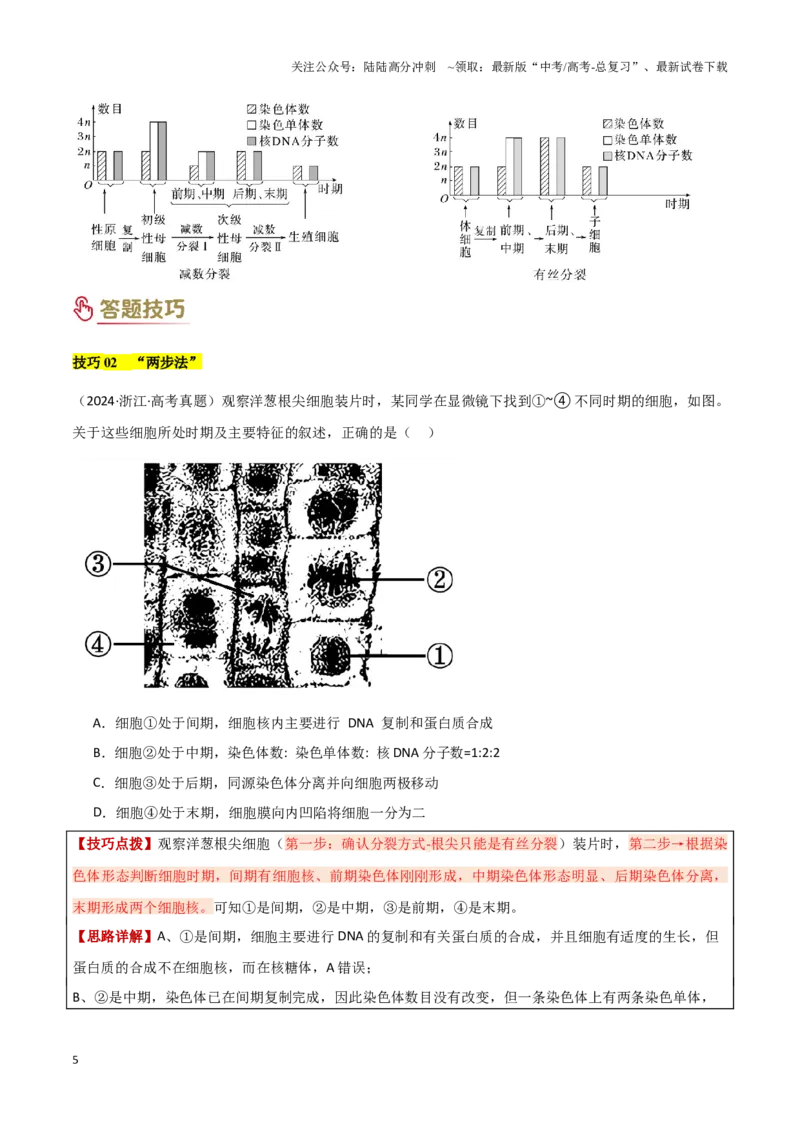 《专题03细胞分裂（学生版）_06-生物-高考总复习_专项复习_2025年_2025年高考生物答题技巧与答题模板（全国通用）》第5页预览
