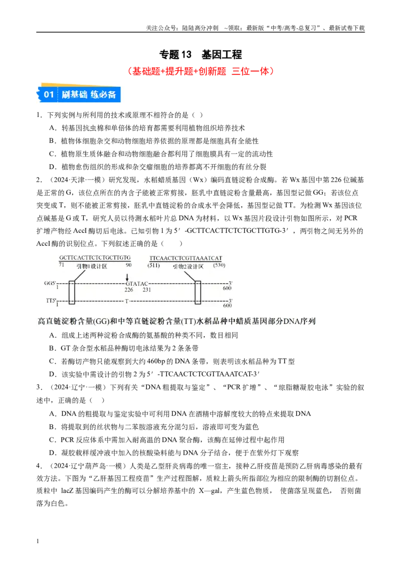 《专题13基因工程（原卷版）_06-生物-高考总复习_专项复习_2025年_2024年高考一模试题分类汇编生物新高考通用》第1页预览