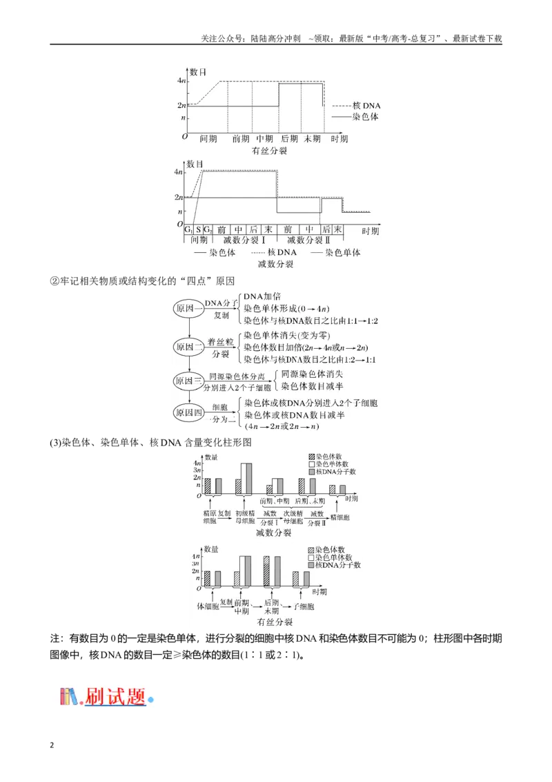 《专题08有丝分裂和减数分裂（解析版）_06-生物-高考总复习_专项复习_2024年_2024年高考生物经典小题必刷_资料》第2页预览