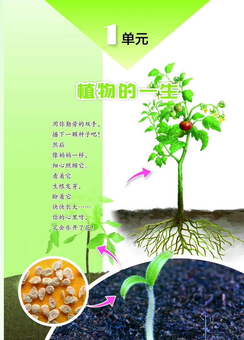 《[D]苏教版科学三下压缩_小学1-6年级全科全套_2025更新专题（含教材）_寒假预复习必备资料2024新版小学教材电子版_小学科学_苏教版（无水印）》第6页预览