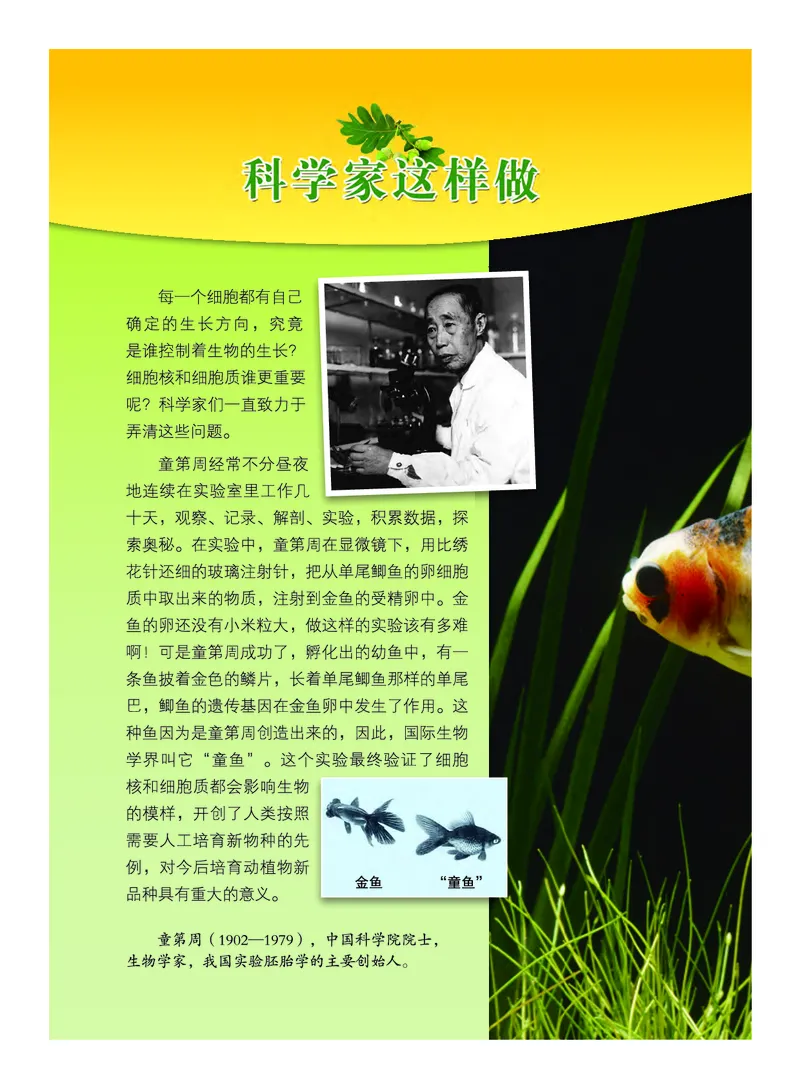 《义务教育教科书-科学-三年级下册_小学1-6年级全科全套_2025更新专题（含教材）_寒假预复习必备资料2024新版小学教材电子版_小学科学_教科版（无水印）》第3页预览