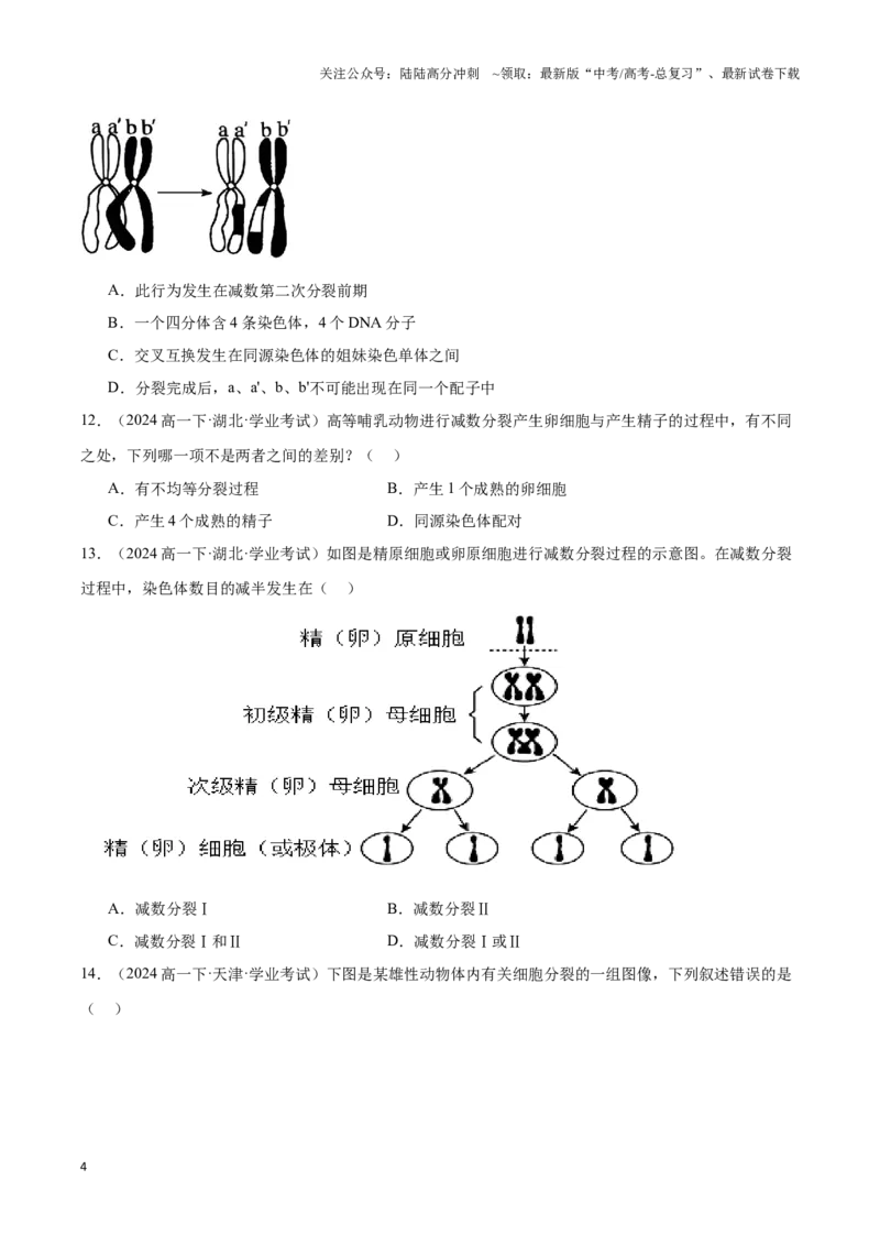 《专题08基因和染色体的关系（学生版）_06-生物-高考总复习_专项复习_2025年_2025年高中学业水平合格考生物真题分类汇编（全国通用）》第4页预览