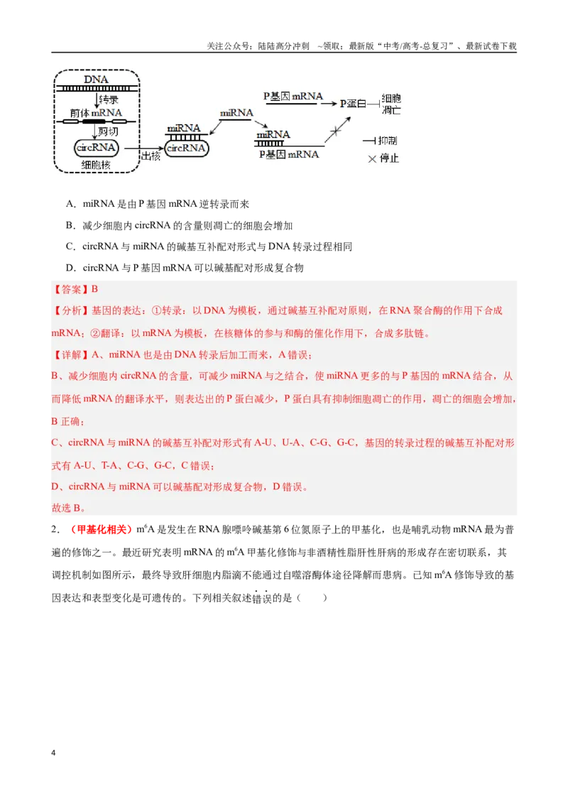 《专题11基因的本质与表达（解析版）_06-生物-高考总复习_专项复习_2025年_2025年高考生物重难点讲义专练（新高考通用）》第4页预览