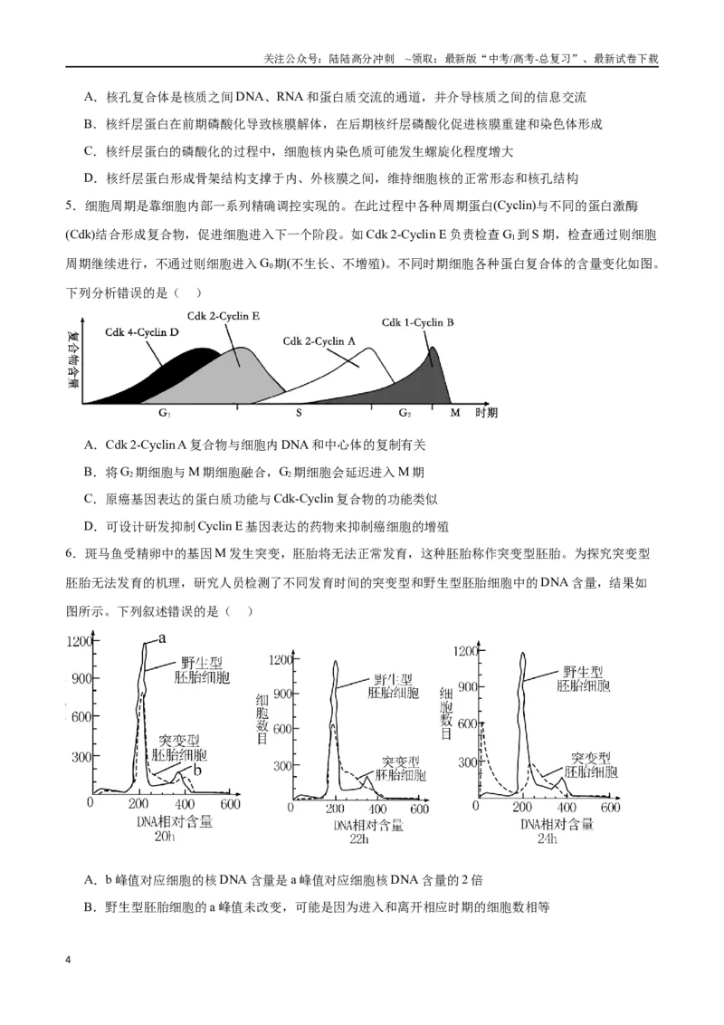 《专题12细胞增殖（原卷版)_06-生物-高考总复习_一轮复习_2024年_2024年高考生物一轮复习重难点专项突破_资料》第4页预览