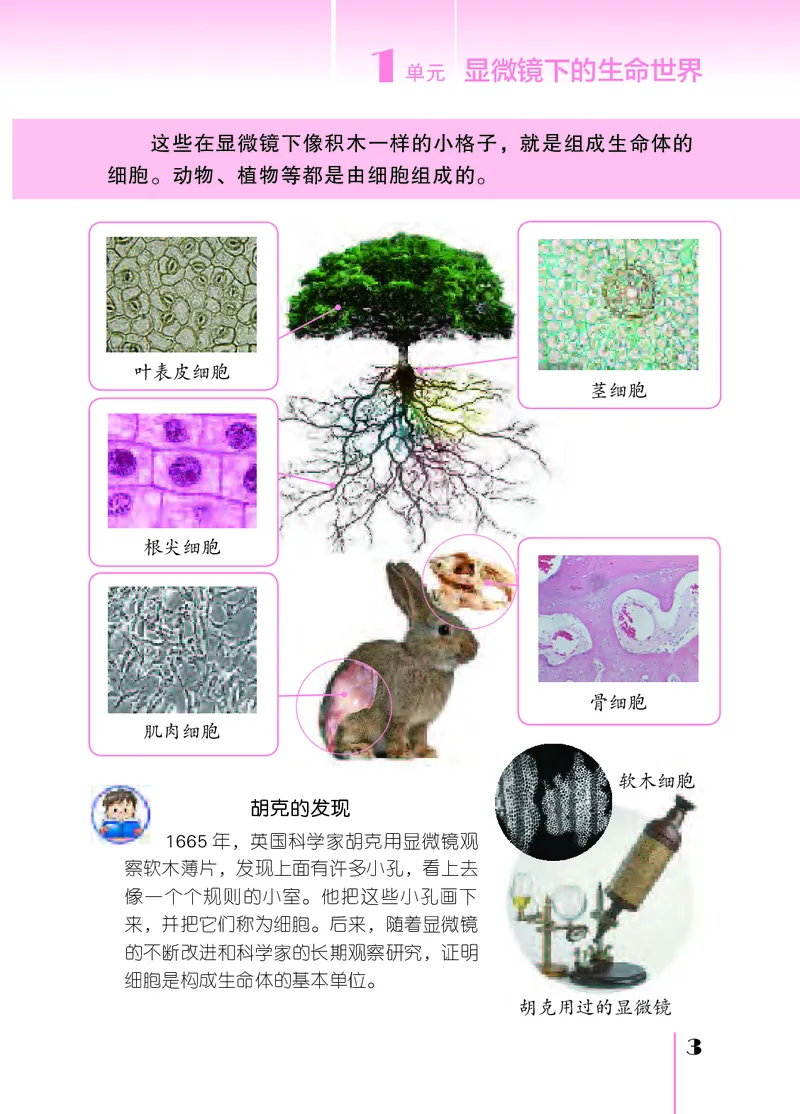 《[D]苏教版科学五下压缩_小学1-6年级全科全套_2025更新专题（含教材）_寒假预复习必备资料2024新版小学教材电子版_小学科学_苏教版（无水印）》第8页预览