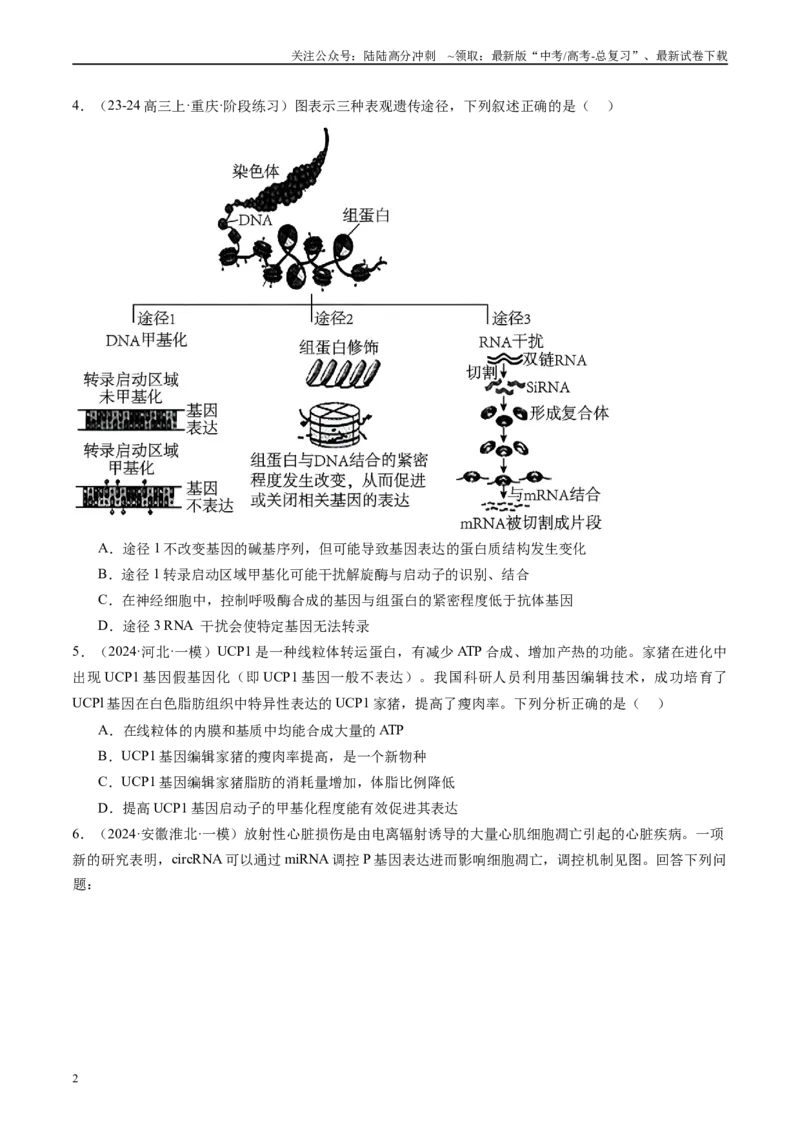 《专题07遗传的物质基础（DNA的结构、复制、转录、翻译）(原卷版）_06-生物-高考总复习_专项复习_2025年_2024年高考一模试题分类汇编生物新高考通用》第2页预览