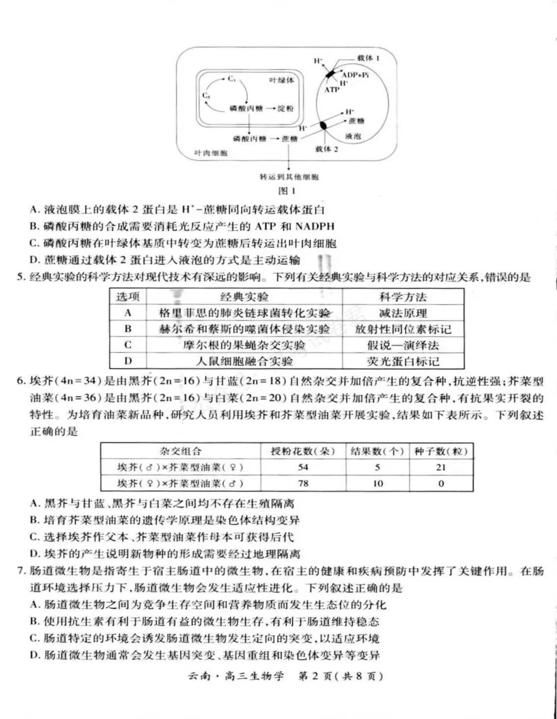 《云南民族大学附属高级中学2026届高三上学期联考（一）生物试卷（含解析）_副本_小初高学习资料合集（每天更新）_06生物_云南省上进联考云南民大附中高三上学期联考（一）》第2页预览