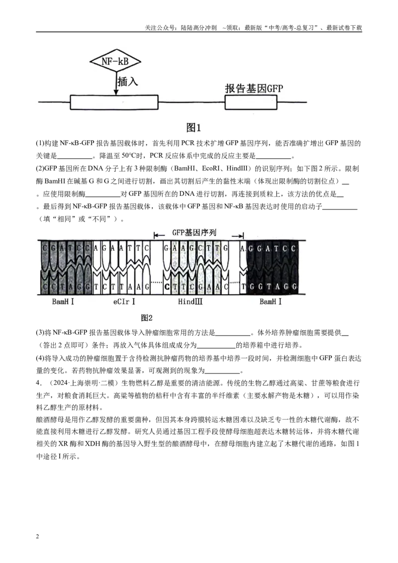 《专题14基因工程（原卷版）_06-生物-高考总复习_专项复习_2025年_2024年高考二模试题分类汇编生物新高考通用》第2页预览