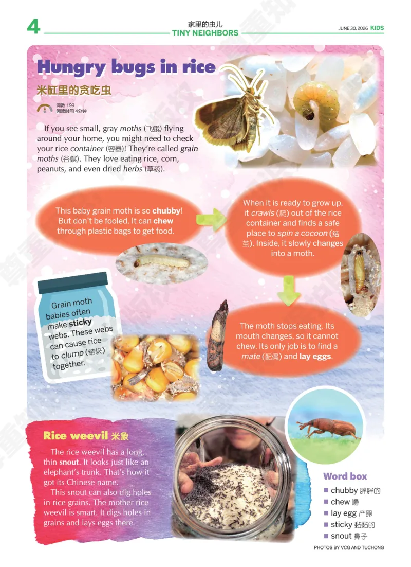 《小学25-26学年第38-40期暑假合刊_866_小初高学习资料合集（每天更新）_2026年小学《21世纪报》春季+暑假合刊（英语）_2026暑假合刊》第4页预览
