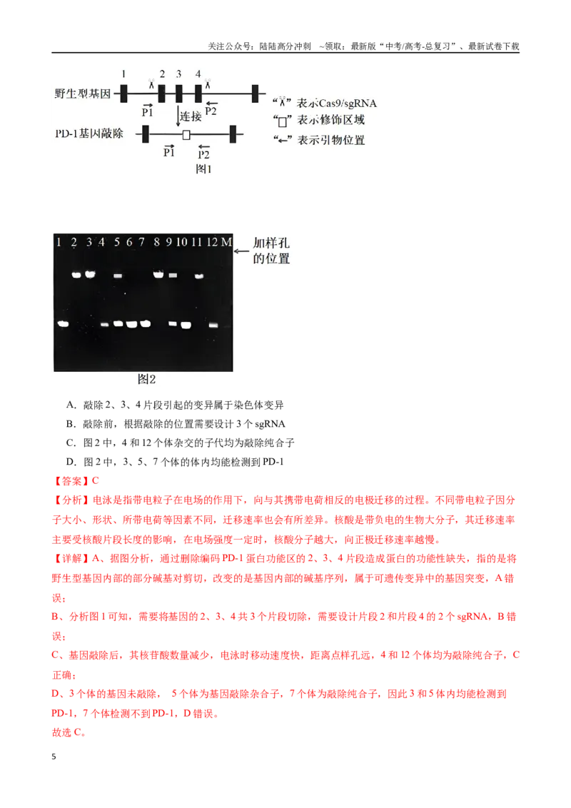 《专题14基因工程（解析版）_06-生物-高考总复习_专项复习_2024年_2024年高考生物重难压轴题型考前终极押题_资料》第5页预览