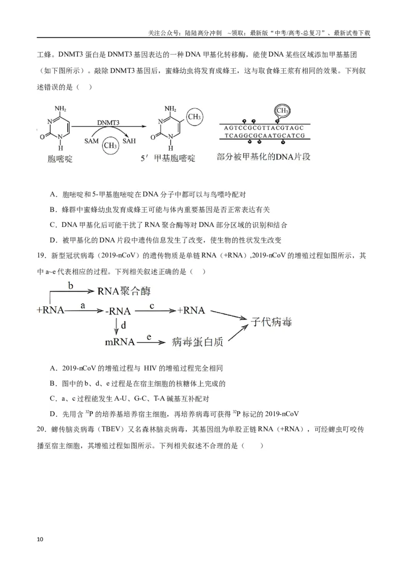 《专题22基因的表达、基因与性状的关系（原卷版)_06-生物-高考总复习_一轮复习_2024年_2024年高考生物一轮复习重难点专项突破_资料》第10页预览