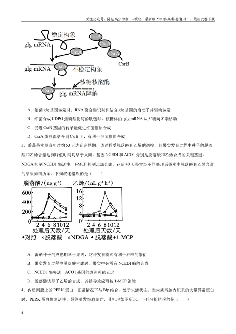 《专题22基因的表达、基因与性状的关系（原卷版)_06-生物-高考总复习_一轮复习_2024年_2024年高考生物一轮复习重难点专项突破_资料》第4页预览