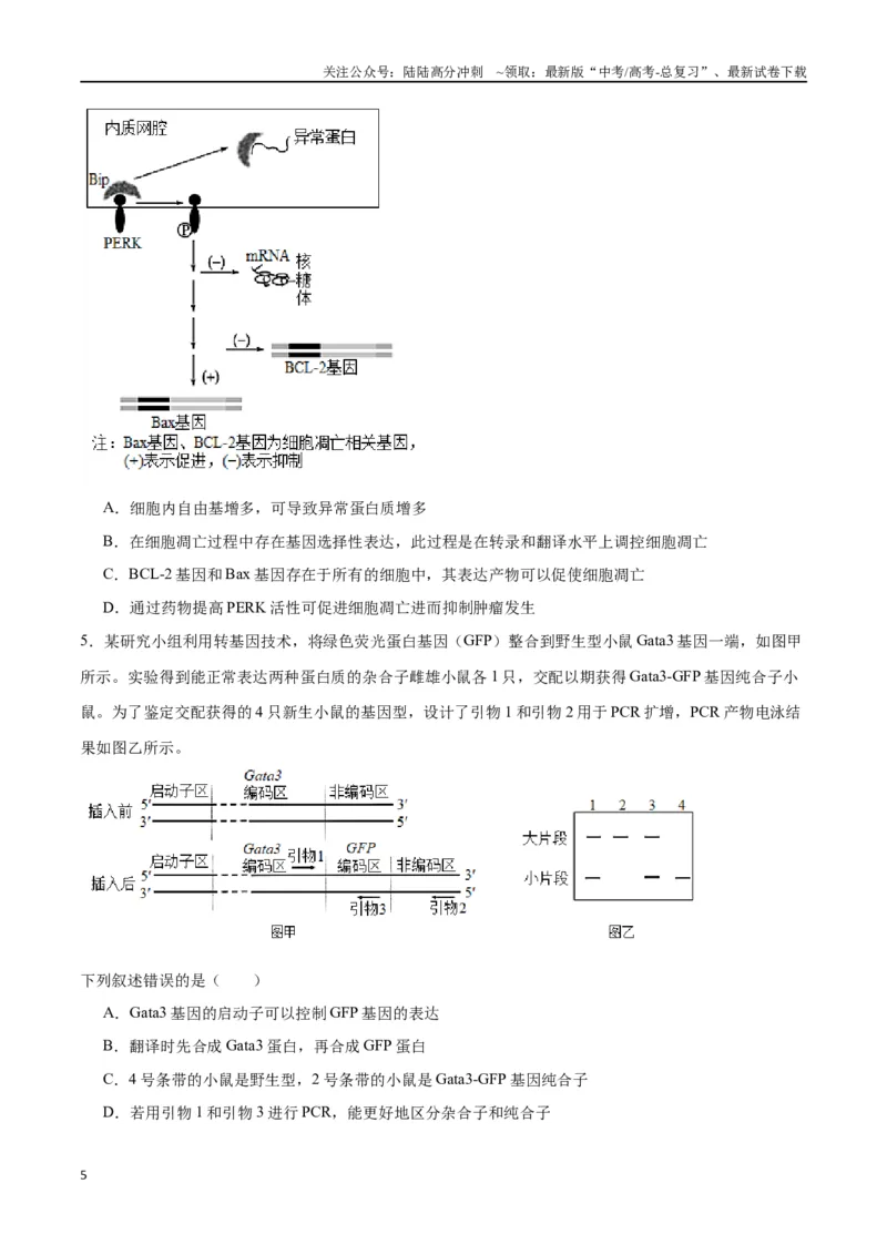 《专题22基因的表达、基因与性状的关系（原卷版)_06-生物-高考总复习_一轮复习_2024年_2024年高考生物一轮复习重难点专项突破_资料》第5页预览