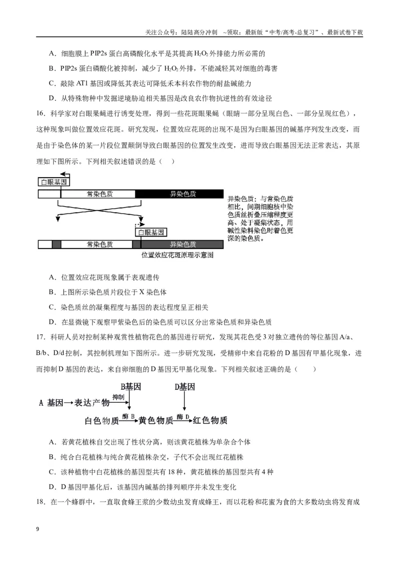 《专题22基因的表达、基因与性状的关系（原卷版)_06-生物-高考总复习_一轮复习_2024年_2024年高考生物一轮复习重难点专项突破_资料》第9页预览