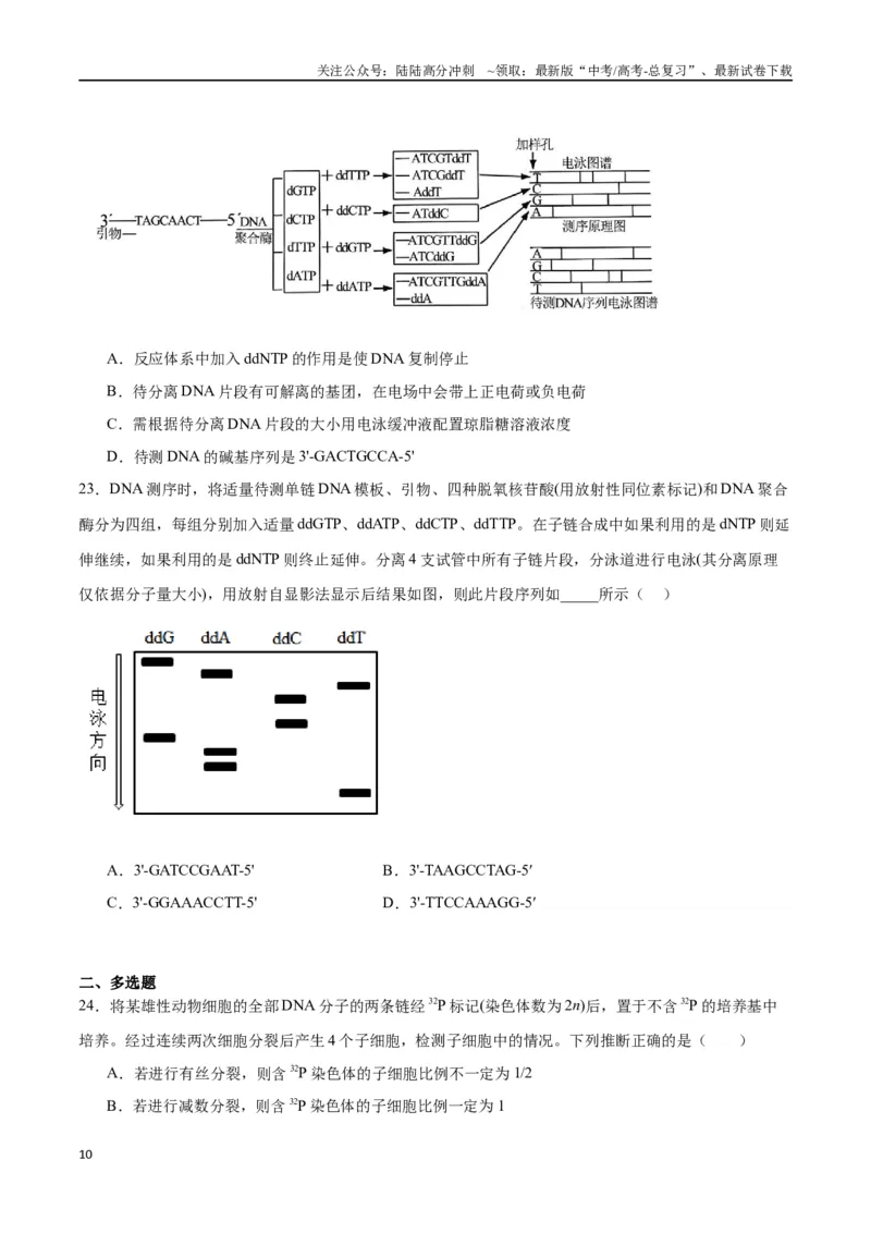 《专题21DNA分子的结构、复制与基因的本质（原卷版)_06-生物-高考总复习_一轮复习_2024年_2024年高考生物一轮复习重难点专项突破_资料》第10页预览