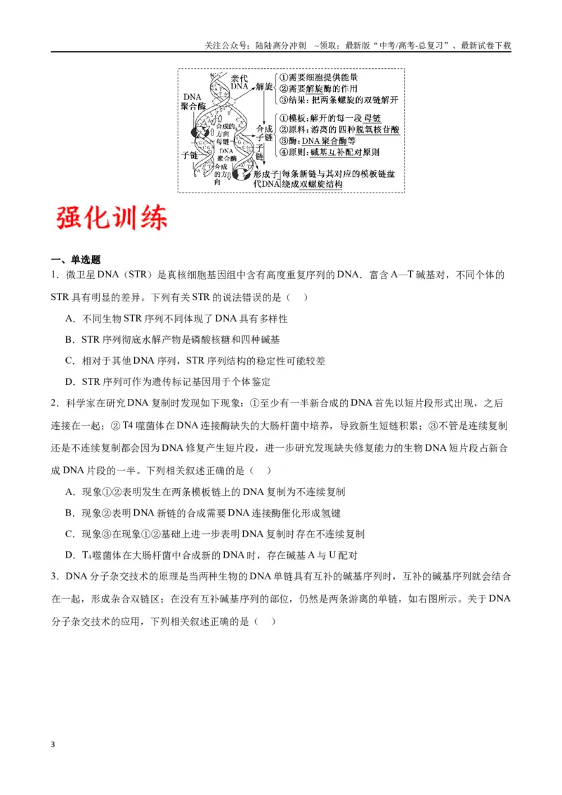 《专题21DNA分子的结构、复制与基因的本质（原卷版)_06-生物-高考总复习_一轮复习_2024年_2024年高考生物一轮复习重难点专项突破_资料》第3页预览