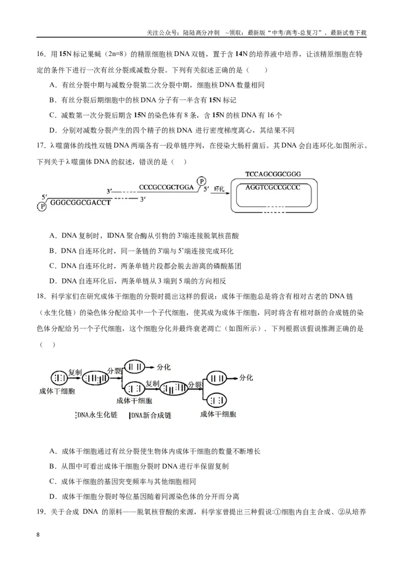 《专题21DNA分子的结构、复制与基因的本质（原卷版)_06-生物-高考总复习_一轮复习_2024年_2024年高考生物一轮复习重难点专项突破_资料》第8页预览