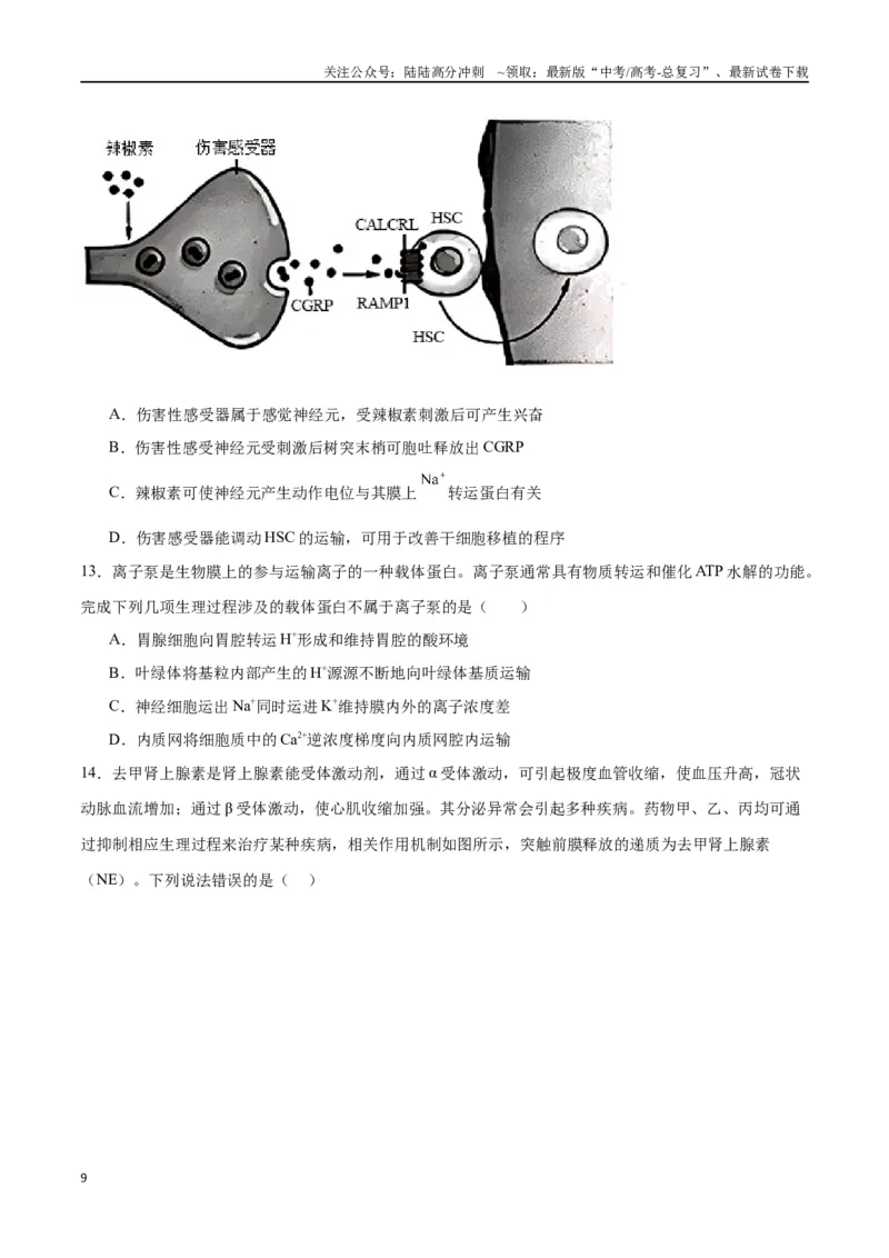《专题26神经调节（原卷版)_06-生物-高考总复习_一轮复习_2024年_2024年高考生物一轮复习重难点专项突破_资料》第9页预览