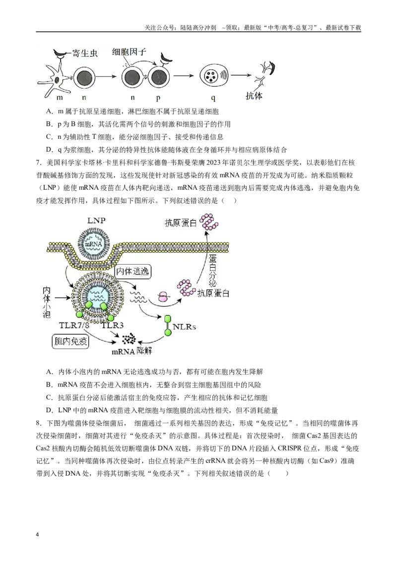 《专题19免疫调节（原卷版）_06-生物-高考总复习_专项复习_2024年_2024年高考生物经典小题必刷_资料》第4页预览