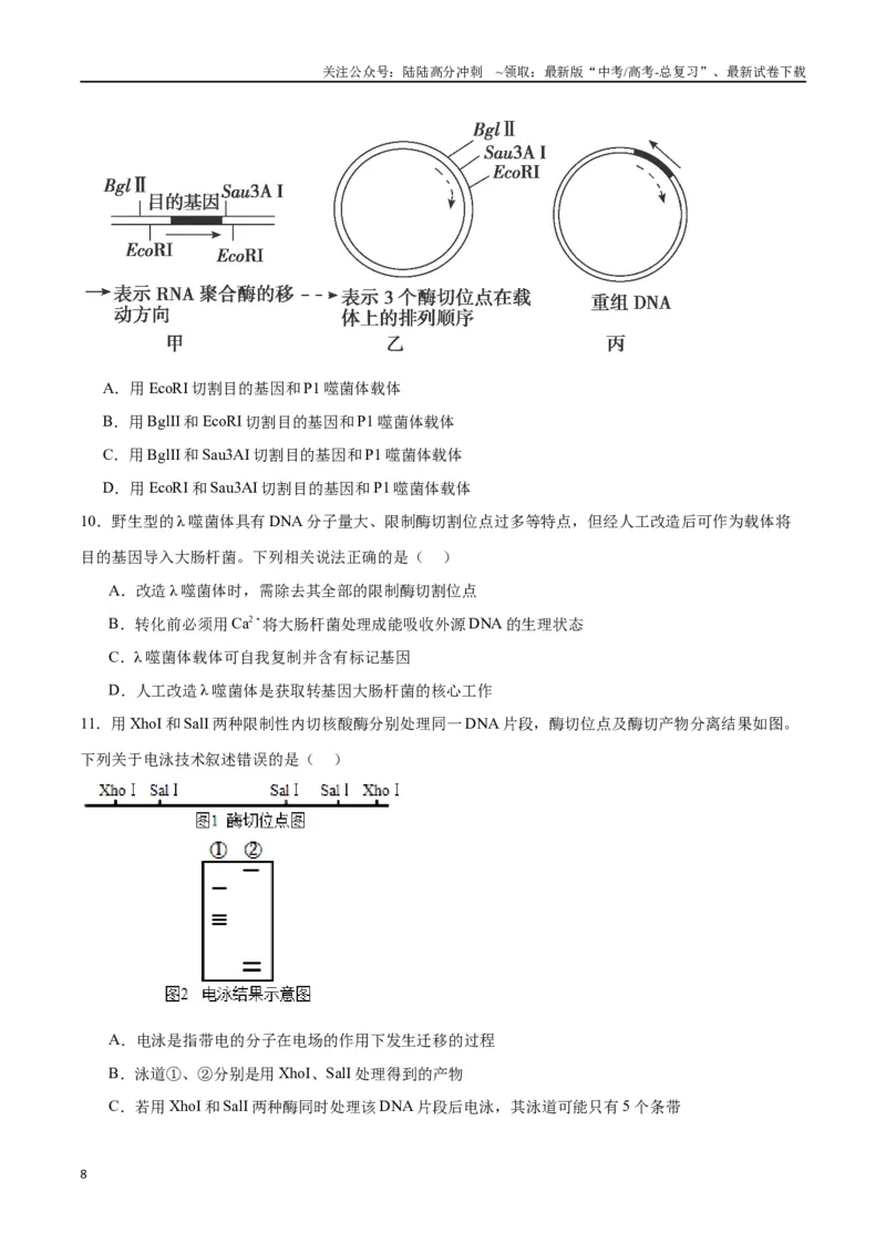 《专题43基因工程（原卷版）_06-生物-高考总复习_一轮复习_2024年_2024年高考生物一轮复习重难点专项突破_资料》第8页预览