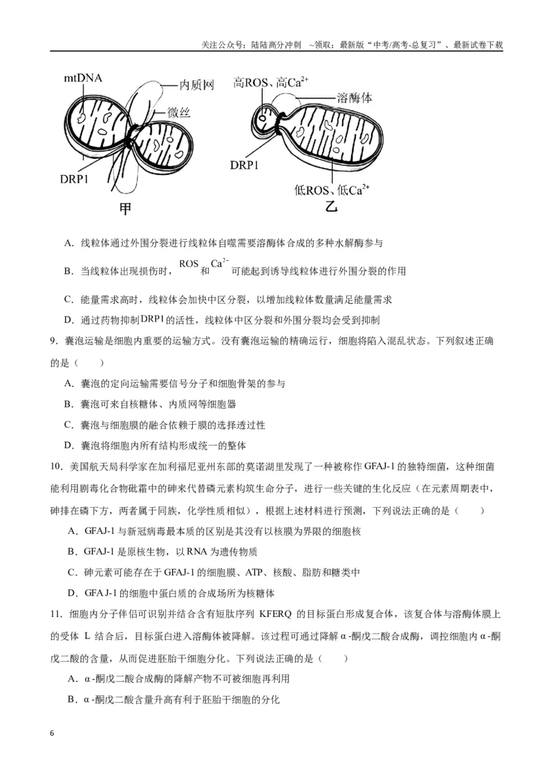 《专题6细胞器和生物膜系统（原卷版)_06-生物-高考总复习_一轮复习_2024年_2024年高考生物一轮复习重难点专项突破_资料》第6页预览