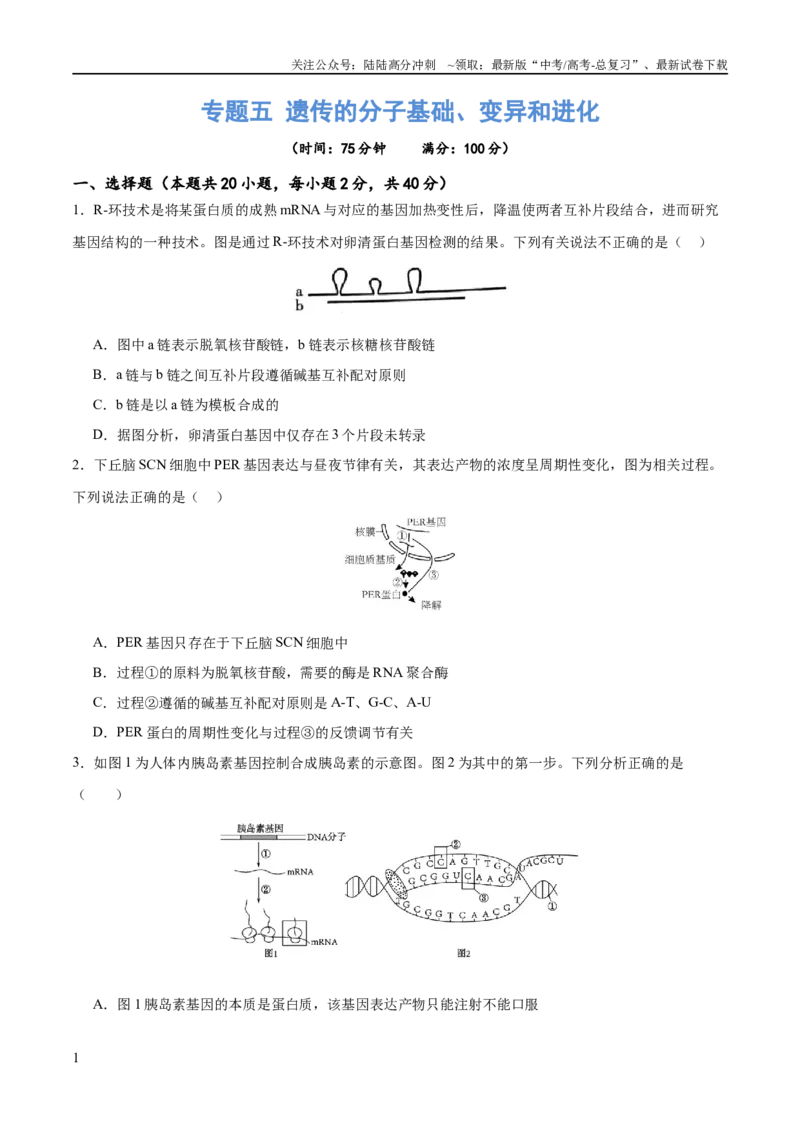 《专题五遗传的分子基础、变异和进化（测试）（原卷版）_06-生物-高考总复习_二轮复习_2024年_2024年高考生物二轮复习讲练测（新教材新高考）_配套练习》第1页预览