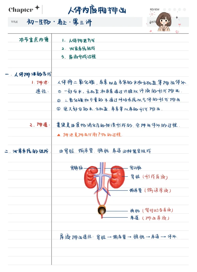 《24初一春下第三讲人体内废物排出笔记-321eae3eccc8_学而思初中1年级_2024春下初一_初一生物培训班（春下·全国版·A+）_讲义及拓展资料》第2页预览