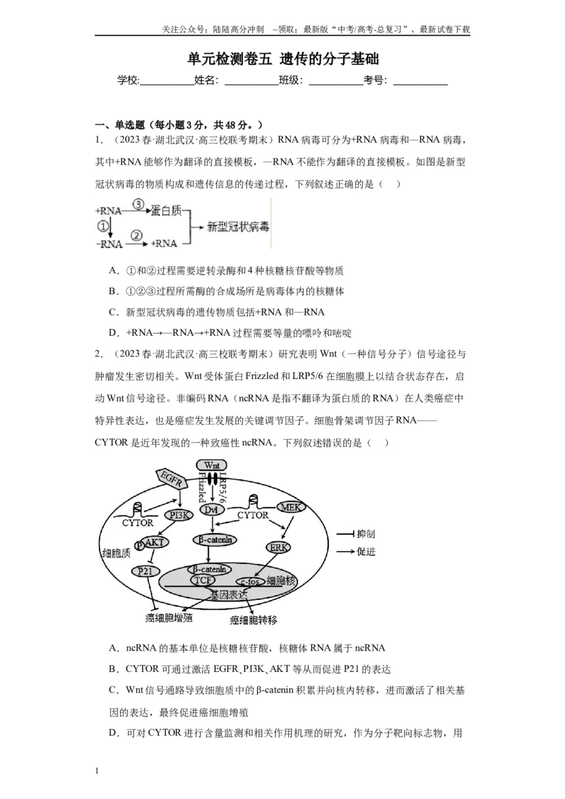 《单元检测卷五遗传的分子基础（原卷版）_06-生物-高考总复习_一轮复习_2024年_2024年高考生物一轮复习精讲精练_资料》第1页预览