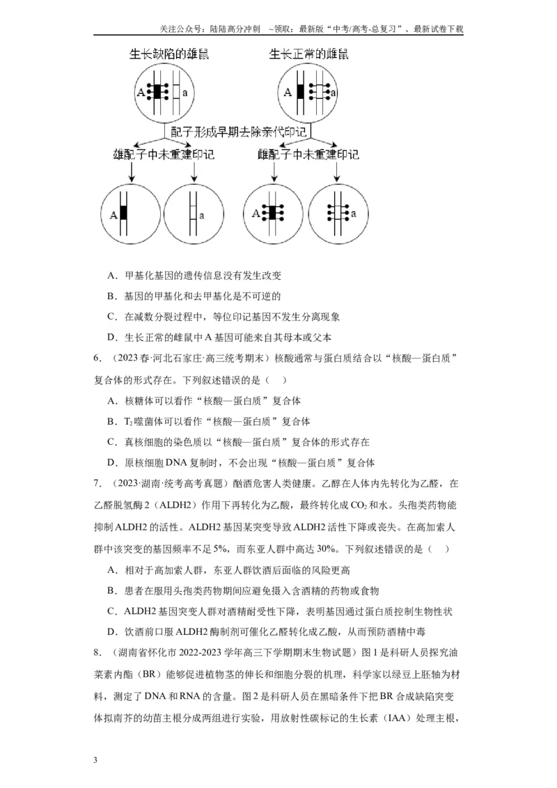 《单元检测卷五遗传的分子基础（解析版）_06-生物-高考总复习_一轮复习_2024年_2024年高考生物一轮复习精讲精练_资料》第3页预览