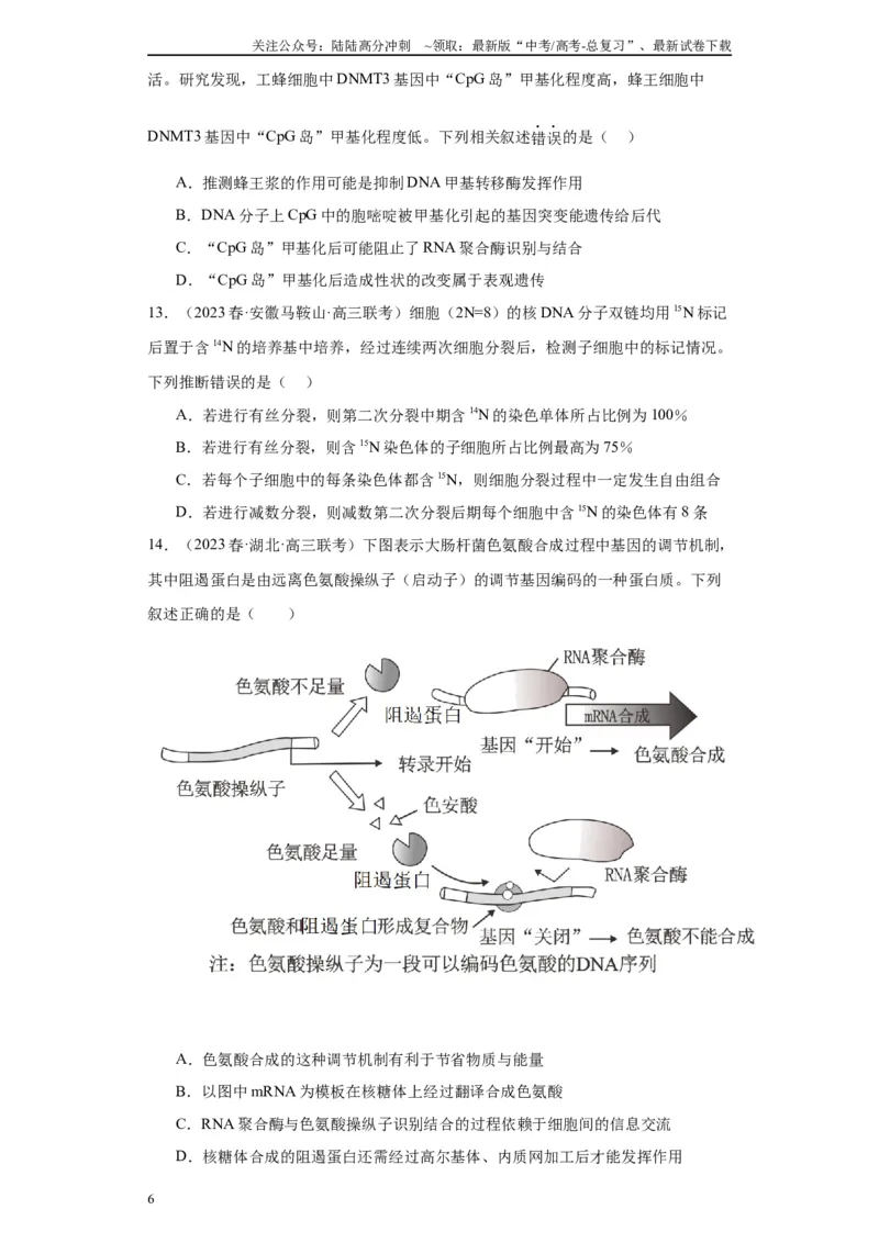 《单元检测卷五遗传的分子基础（解析版）_06-生物-高考总复习_一轮复习_2024年_2024年高考生物一轮复习精讲精练_资料》第6页预览