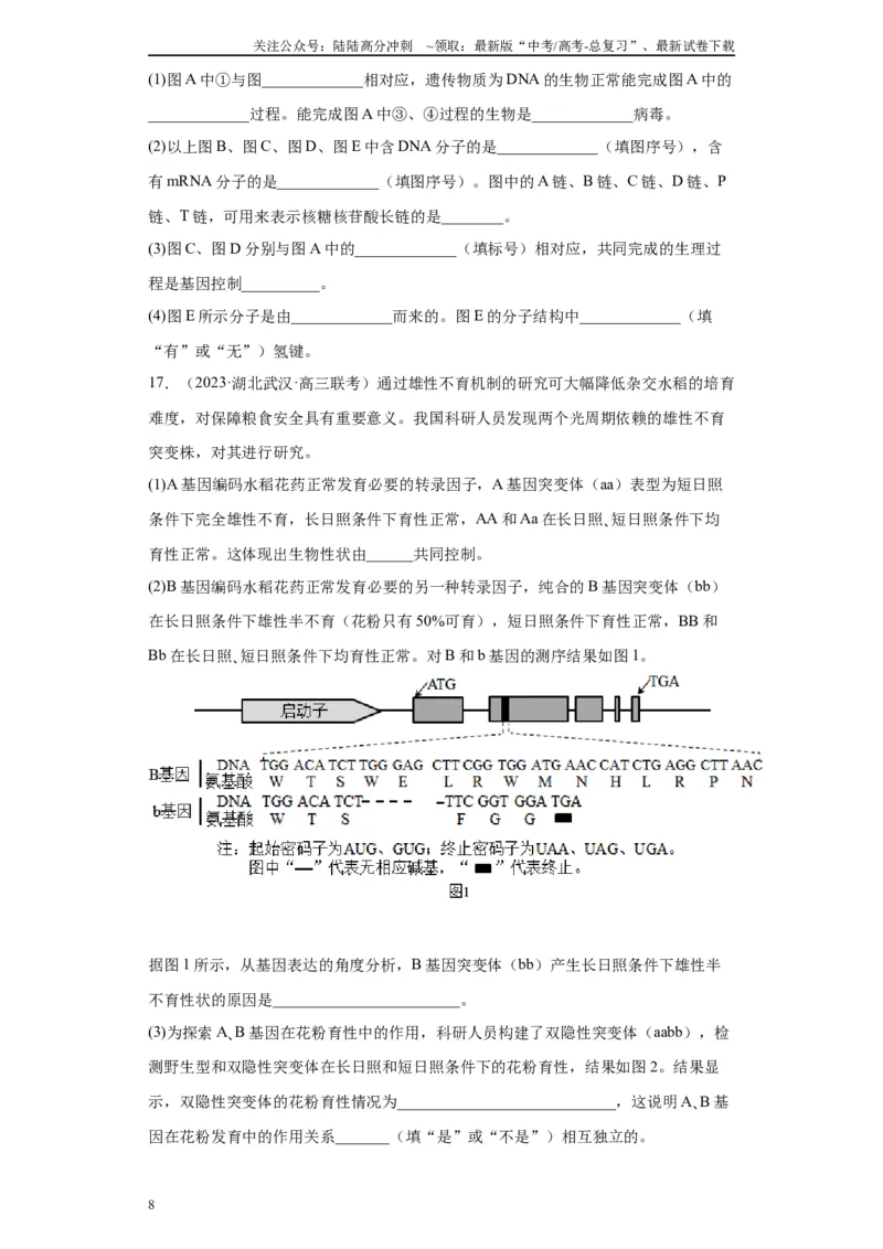 《单元检测卷五遗传的分子基础（解析版）_06-生物-高考总复习_一轮复习_2024年_2024年高考生物一轮复习精讲精练_资料》第8页预览