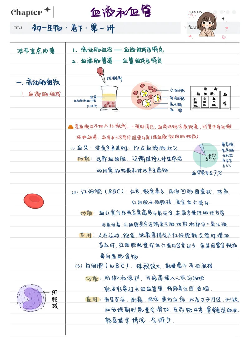 《24初一春下笔记血液与血管-47543f429c2a_学而思初中1年级_2024春下初一_初一生物培训班（春下·全国版·A+）_讲义及拓展资料》第2页预览
