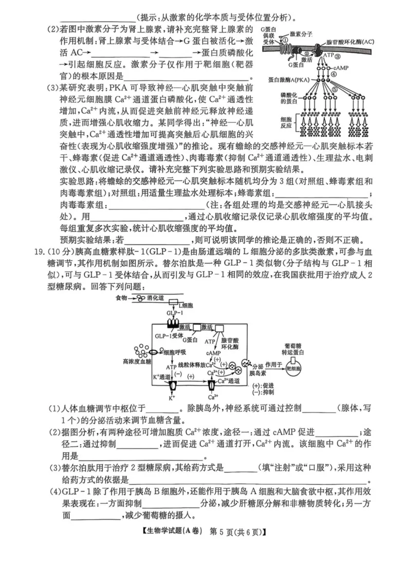 《河南省TOP二十名校2025-2026学年高二上学期十二月调研考试生物（A）试卷（图片版，含答案）_20272025-2026学年高二上学期《联考+联盟类试卷合集》全国多省全科（57套）》第5页预览