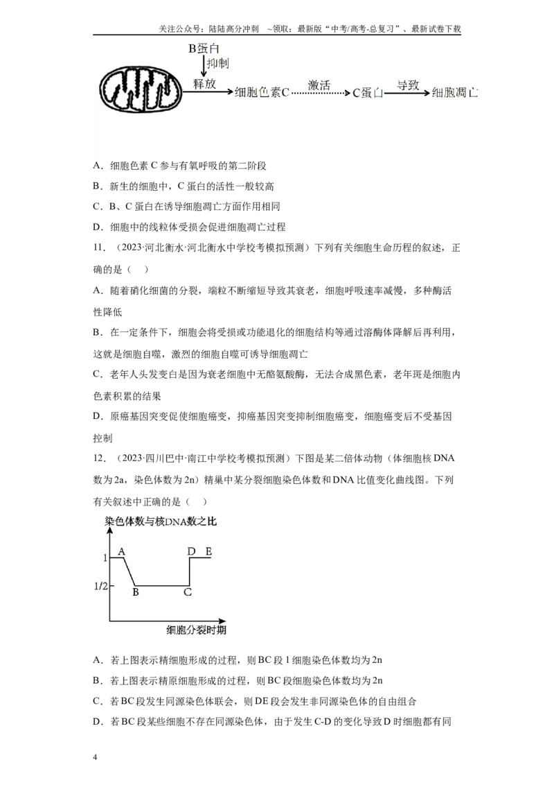 《单元检测卷三细胞的生命历程（解析版）_06-生物-高考总复习_一轮复习_2024年_2024年高考生物一轮复习精讲精练_资料》第4页预览