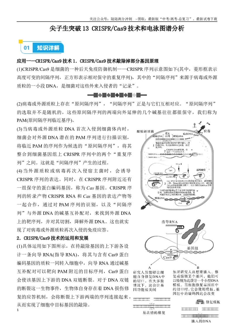 《尖子生突破13CRISPRCas9技术和电泳图谱分析（原卷版）_06-生物-高考总复习_专项复习_2024年_2024年高考生物重难点突破精讲_资料》第1页预览