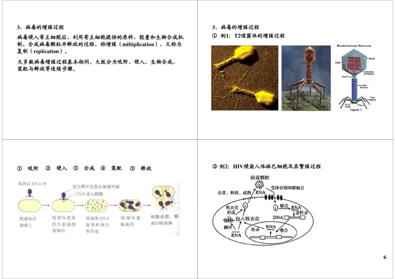 《细胞的结构与功能-细胞核的结构与功能及生物分类（一）-6490a530d99d_学而思高三全套_高三录播课程各种版本_高三一轮二轮_29709-56高考生物一轮总复习（必修+选修1、3）》第6页预览