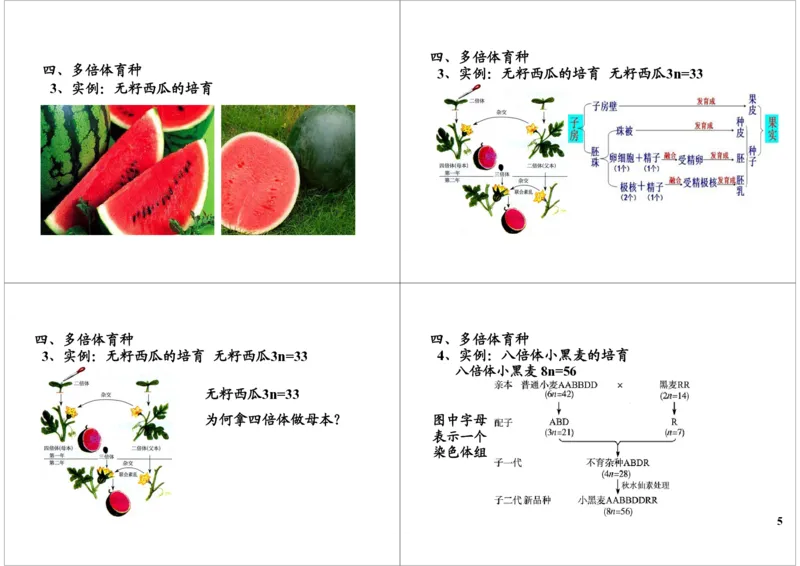 《生物变异-生物育种-b9f834ee3d8d_学而思高三全套_高三录播课程各种版本_高三一轮二轮_29709-56高考生物一轮总复习（必修+选修1、3）_第24讲：生物变异-生物育种（一轮上）》第5页预览