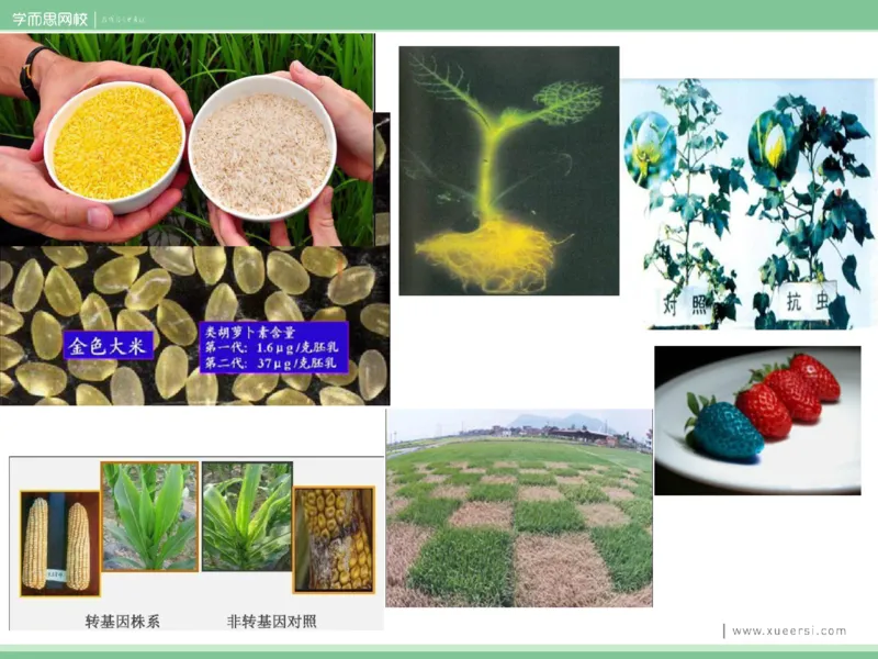 《课件42019寒高二基因工程1-1c7ace7c05b4_学而思高二全套_2020年寒假高二(1)_2020寒假目标清北班高二生物直播班（全国）7讲周云完结_资料》第6页预览