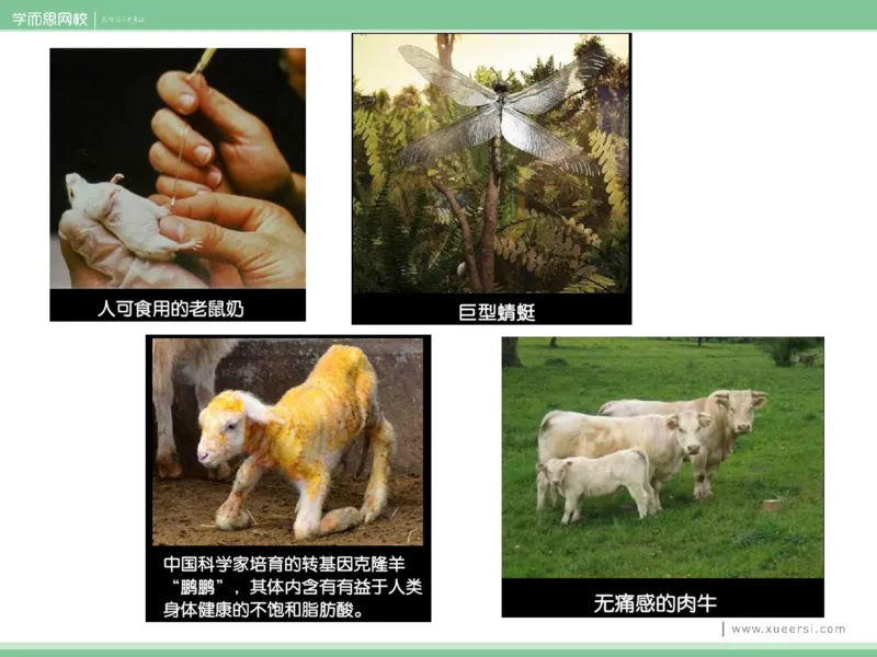《课件42019寒高二基因工程1-1c7ace7c05b4_学而思高二全套_2020年寒假高二(1)_2020寒假目标清北班高二生物直播班（全国）7讲周云完结_资料》第8页预览