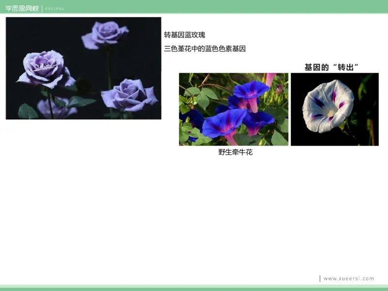 《课件42019寒高二基因工程1-1c7ace7c05b4_学而思高二全套_2020年寒假高二(1)_2020寒假目标清北班高二生物直播班（全国）7讲周云完结_资料》第9页预览