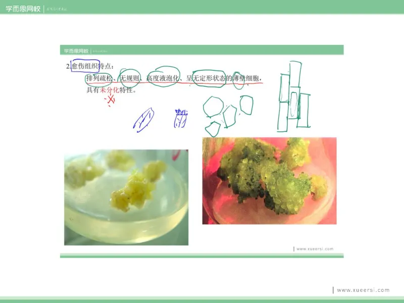 《课件62019寒高二植物细胞工程-7d54041e8f99_学而思高二全套_2020年寒假高二(1)_2020寒假目标清北班高二生物直播班（全国）7讲周云完结_资料》第10页预览