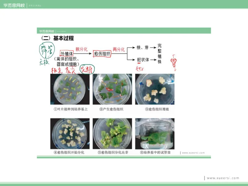 《课件62019寒高二植物细胞工程-7d54041e8f99_学而思高二全套_2020年寒假高二(1)_2020寒假目标清北班高二生物直播班（全国）7讲周云完结_资料》第8页预览